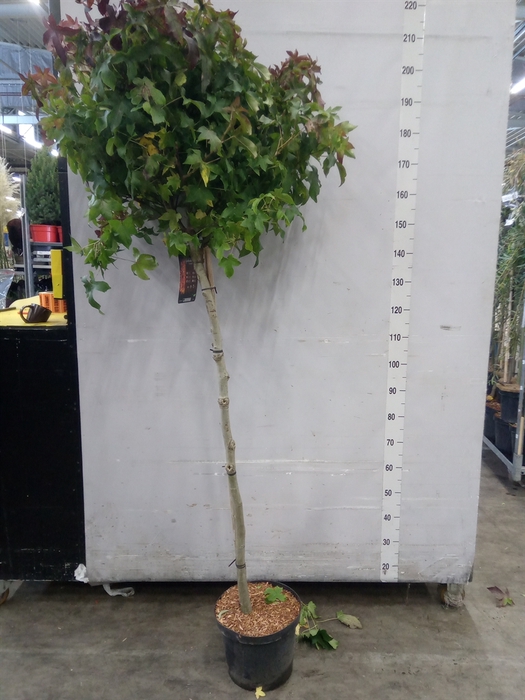 <h4>Liquidambar styr. 'Gumball'</h4>