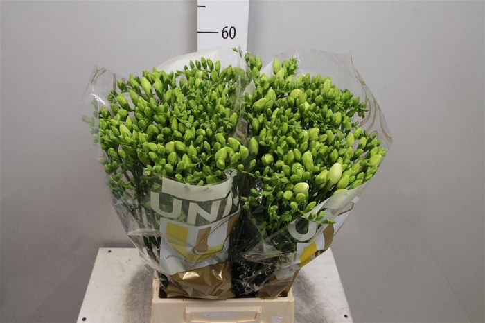 <h4>Fr Du Volante</h4>