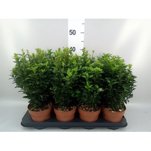 Euonymus japon. 'Green Spire'