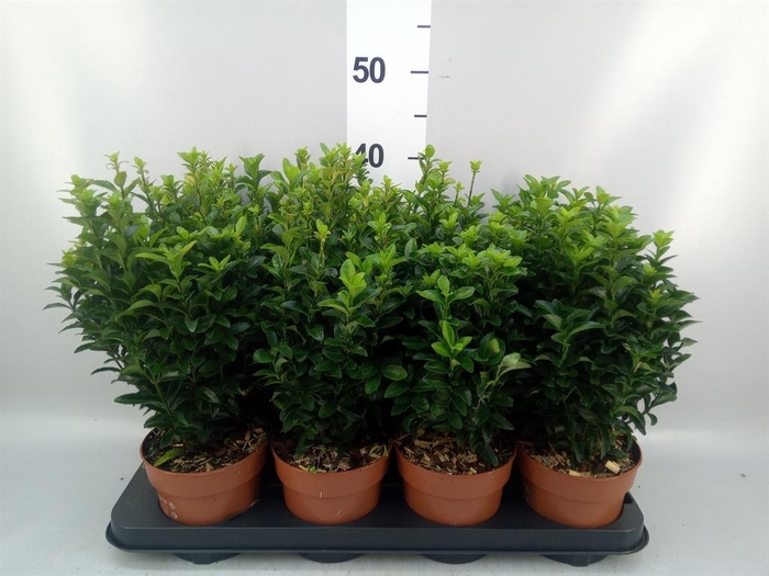 <h4>Euonymus japon. 'Green Spire'</h4>
