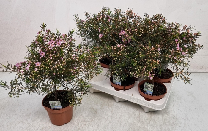 <h4>CHAMEL U OV</h4>