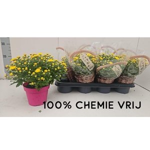 CHRYS GR BM SOSI YEL