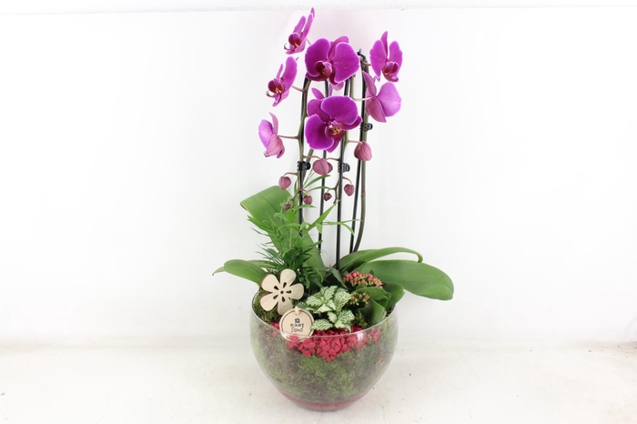 <h4>arr2 PL - Glas Henrik phal. d.lila</h4>