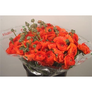 Ran... Su Dark Orange Super X50