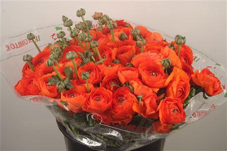 Ran... Su Dark Orange Super X50