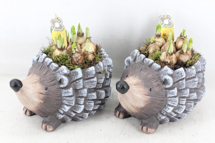 <h4>arr4 Narcis PL - Keramiek egel</h4>