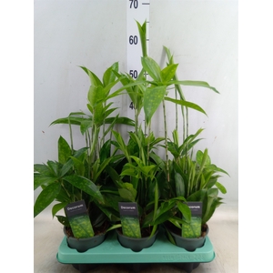 Dracaena surculosa