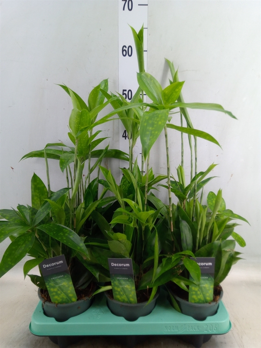 <h4>Dracaena surculosa</h4>
