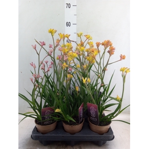 Anigozanthos   ...mix