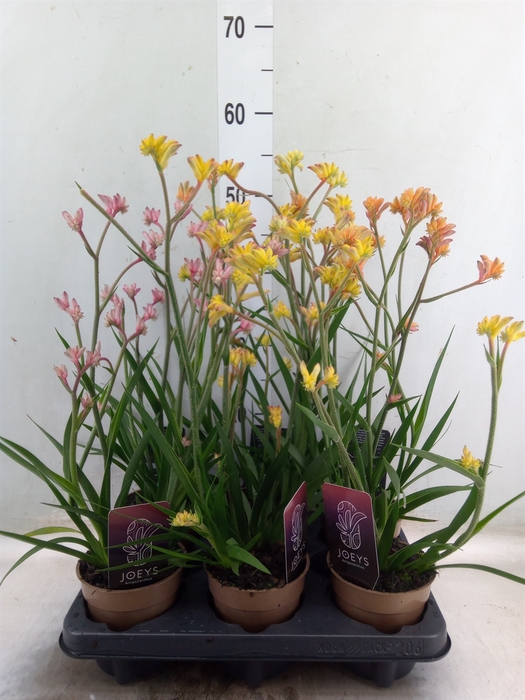 <h4>Anigozanthos   ...mix</h4>