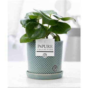 Peperomia Raindrop in P&PURE Lauren ceramics green