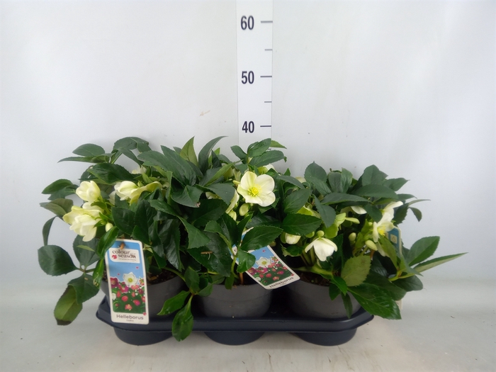 <h4>Helleborus  'JWLS Endless'</h4>