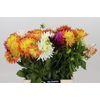Dahlia  ...mix in bos
