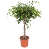 Ficus Exotica