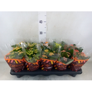 Kalanchoe blos.   ..rosebud mix  5