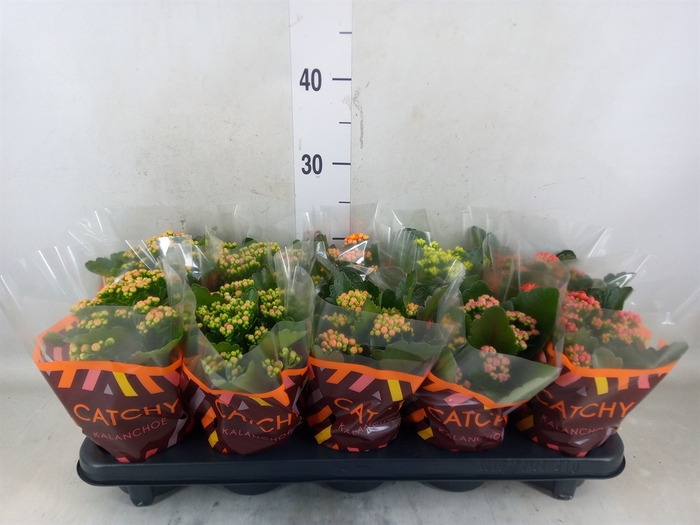 <h4>Kalanchoe blos.   ..rosebud mix  5</h4>