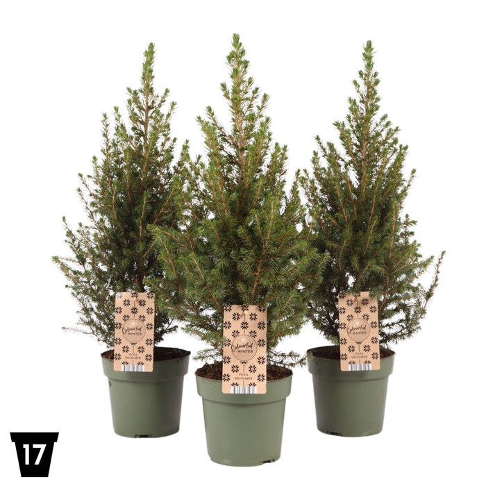 <h4>Picea glauca December</h4>