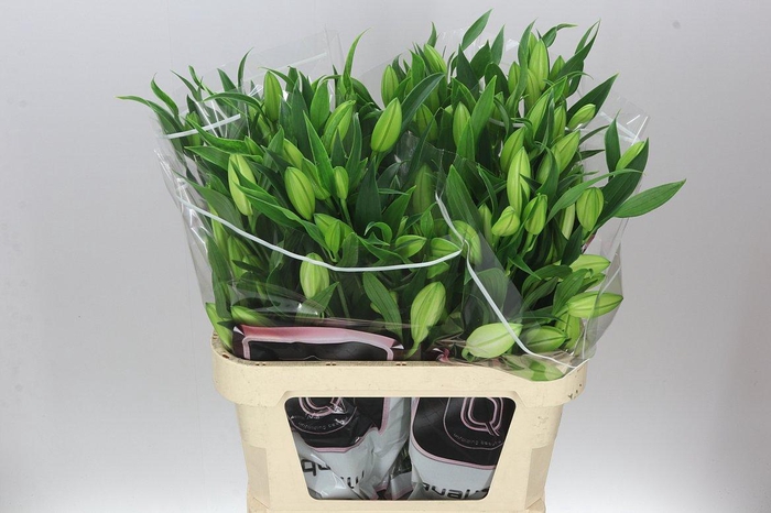 <h4>Lil Or Santander</h4>