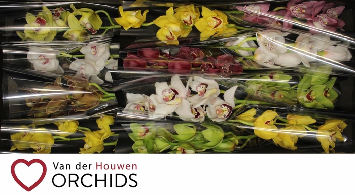 <h4>Gemengd 50 cm</h4>