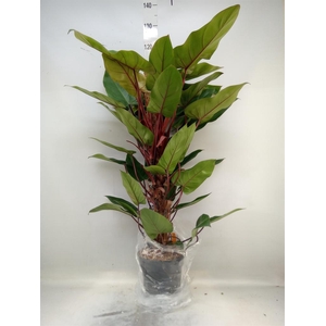 Philodendron  'Red Emerald'