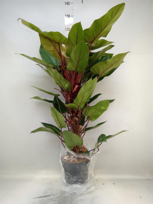 <h4>Philodendron  'Red Emerald'</h4>