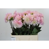Dahlia Sweet Nathalie