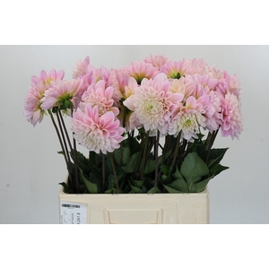 Dahlia Sweet Nathalie
