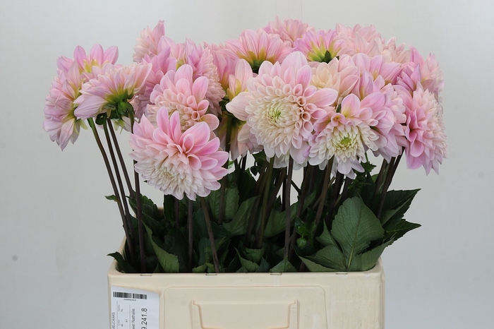 Dahlia Sweet Nathalie