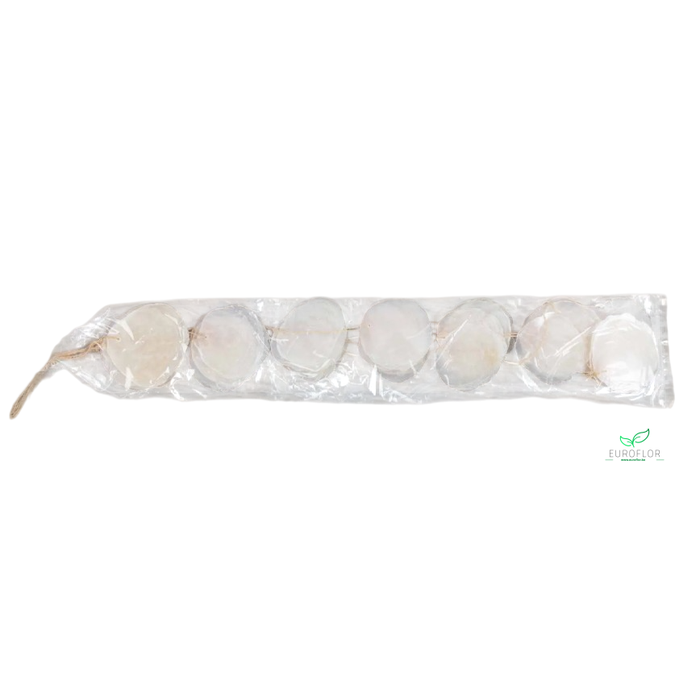 <h4>GUIRLANDE SCHELPEN CAPIZ 1M NATUREL</h4>
