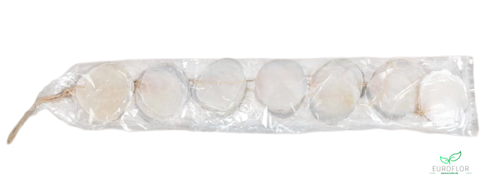 GUIRLANDE SCHELPEN CAPIZ 1M NATUREL