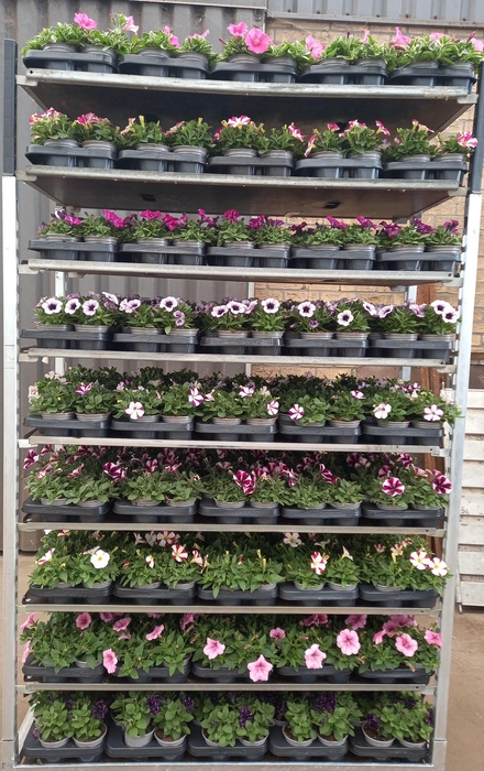 <h4>PET SURF MIXK</h4>