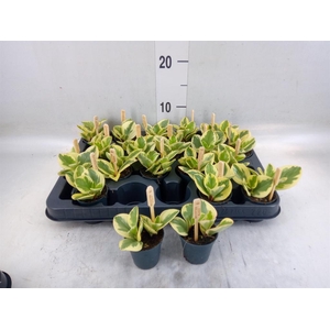 Peperomia obt. 'Obtipan Bicolor'