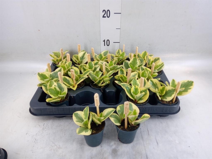 <h4>Peperomia obt. 'Obtipan Bicolor'</h4>