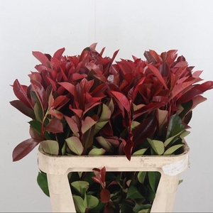 PHOTINA RED ROBIN PHOT X F RED ROBI