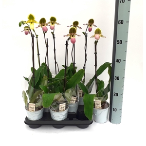 PAPH MULTIFLOWER GEM