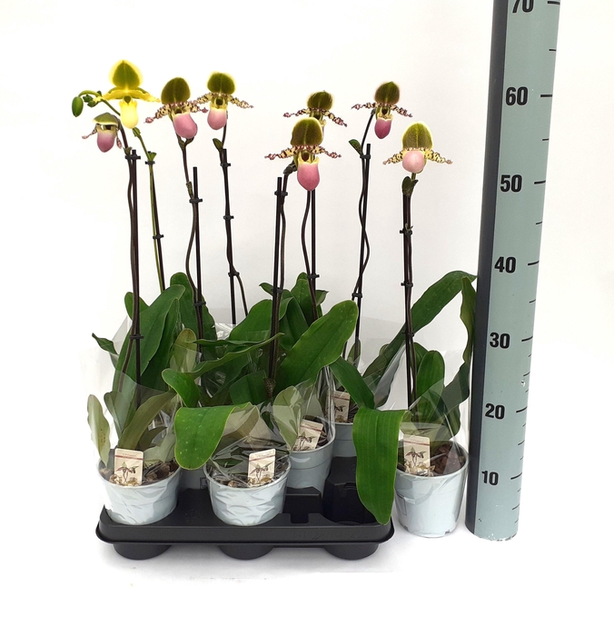 <h4>PAPH MULTIFLOWER GEM</h4>