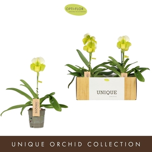 Paphiopedilum Green/White