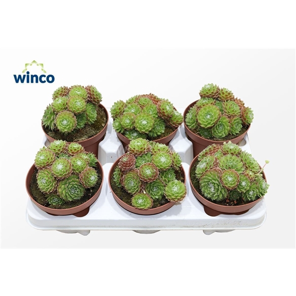 <h4>Sempervivum Arachnoidum</h4>