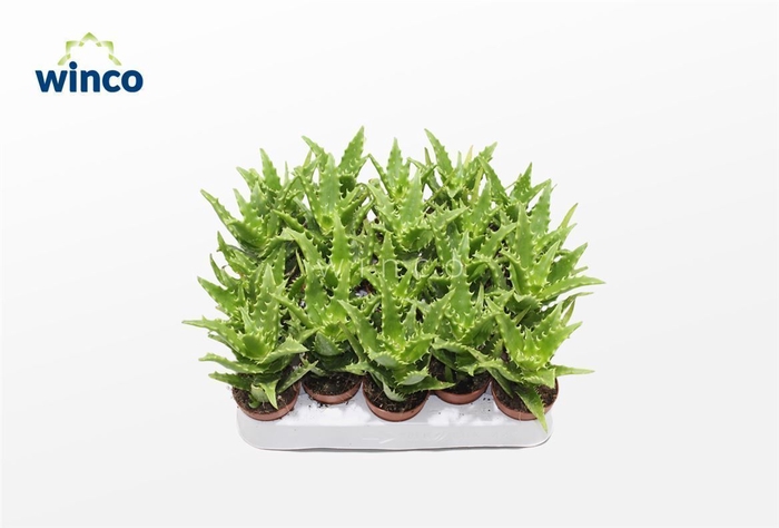<h4>Aloe Morogoroensis</h4>