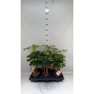 Schefflera arbor.   ...
