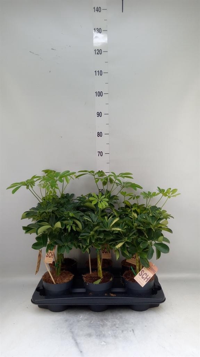 <h4>Schefflera arbor.   ...</h4>