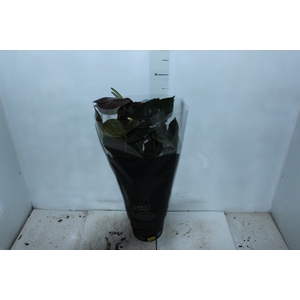 ANTHURIUM SEMPRE P17 PREMIUM