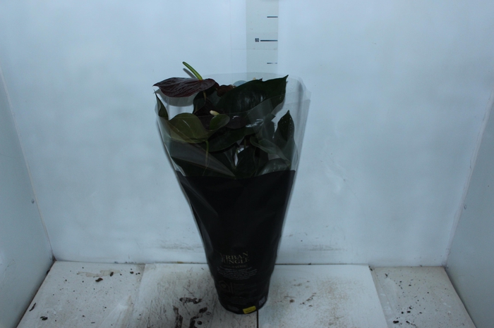 <h4>ANTHURIUM SEMPRE P17 PREMIUM</h4>