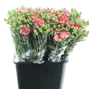 Di Tr Minueto Red White Super X200