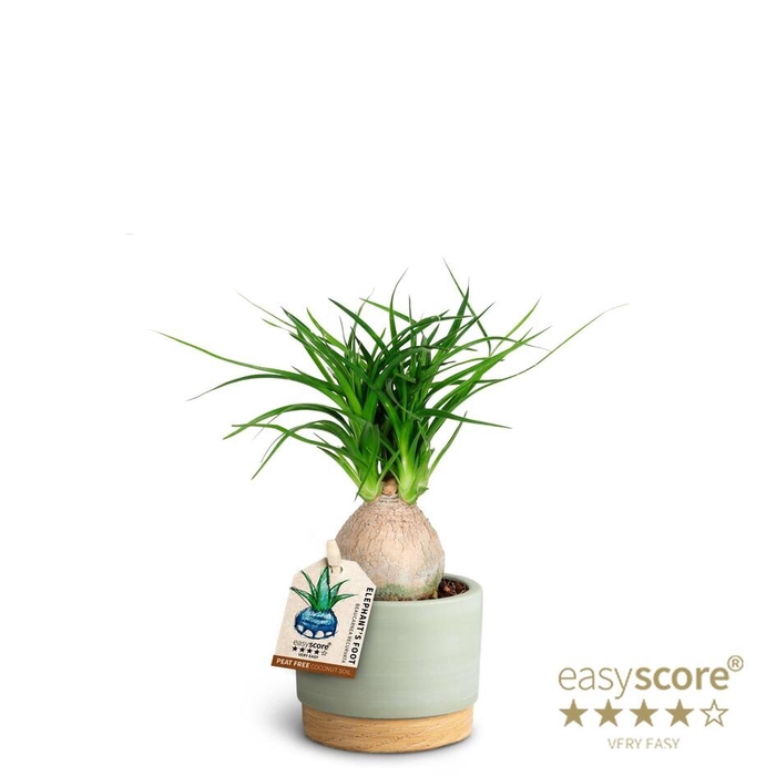 <h4>BEAUCARNEA RECURVATA P7 WOODB G</h4>