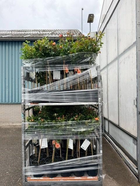 <h4>ROSA ST MIXKAR</h4>
