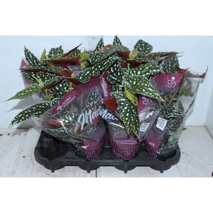 BEGONIA MACULATA SPOTLIGHT GREEN P13