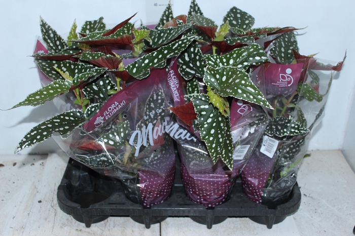 <h4>BEGONIA MACULATA SPOTLIGHT GREEN P13</h4>