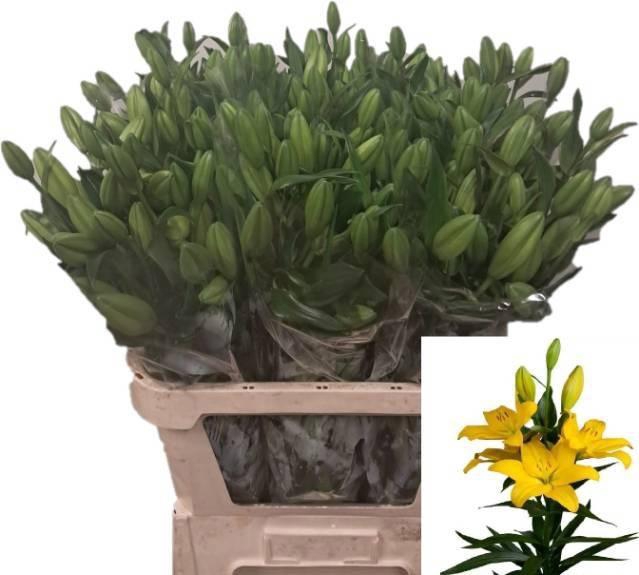 <h4>LI LA TOBRUK</h4>