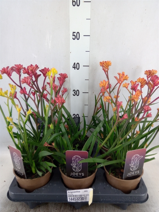<h4>Anigozanthos   ...mix</h4>